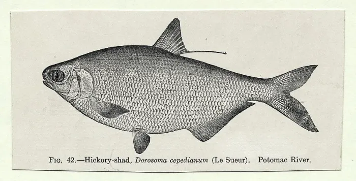 Framed Print : Illustration of Fish Framed Print : Illustration of Fish