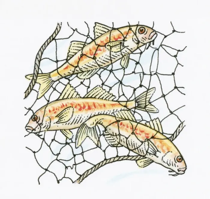 Framed Print : Illustration of fish caught in fishing net Framed Print : Illustration of fish caught in fishing net