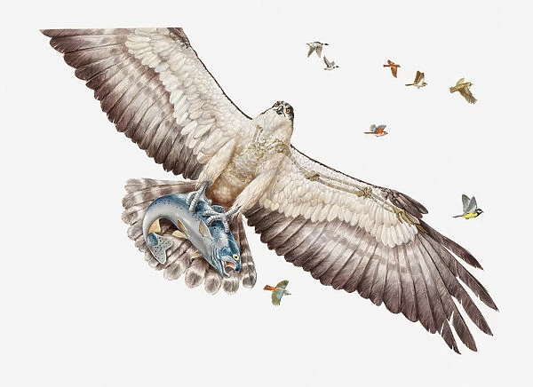 Illustration of Fish eagle or Osprey (Pandion haliaetus) carrying its prey