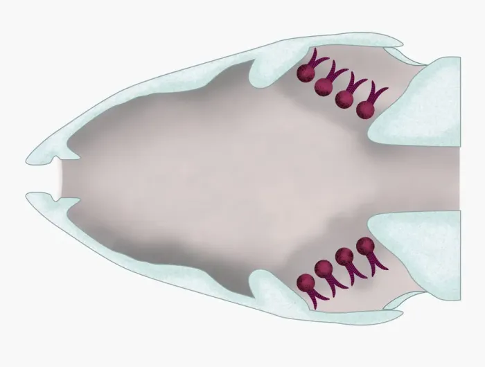 Framed Print : Illustration of a fish with gill filaments (lamellae) highlighted in red