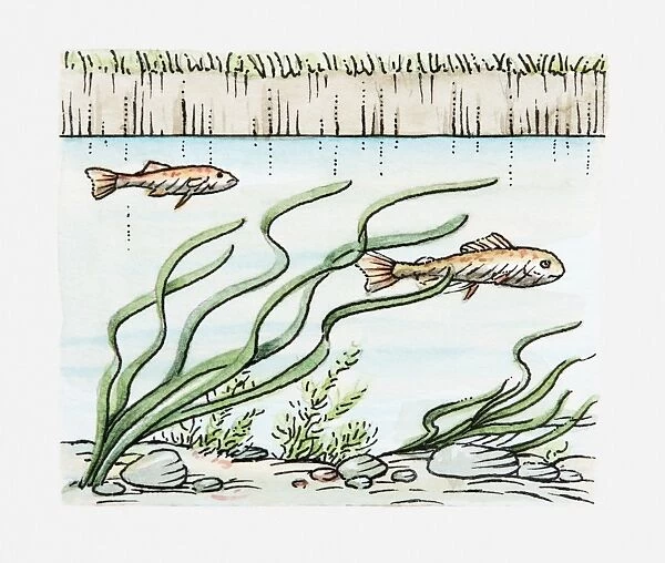 Illustration of fish swimming underwater