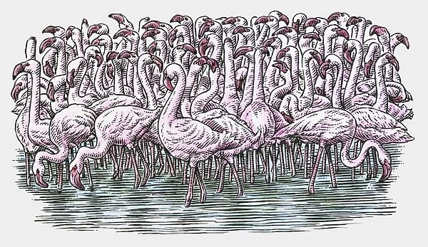 Illustration of Flamingos standing in water