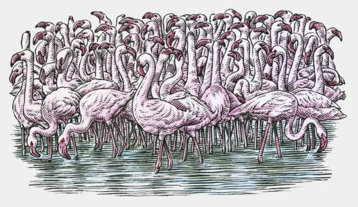 Framed Print : Illustration of Flamingos standing in water Framed Print : Illustration of Flamingos standing in water