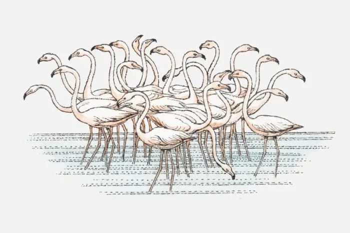 Framed Print : Illustration of flock of Lesser Flamingo (Phoenicopterus minor) standing in water Framed Print : Illustration of flock of Lesser Flamingo (Phoenicopterus minor) standing in water