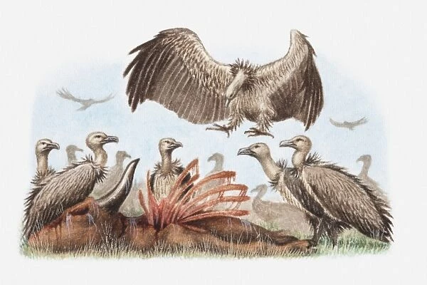 Illustration of a flock of vultures with a carcass