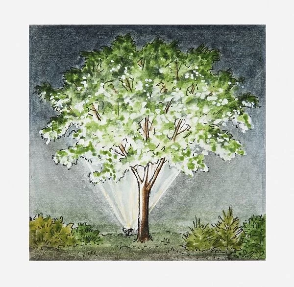 Illustration of floodlit tree