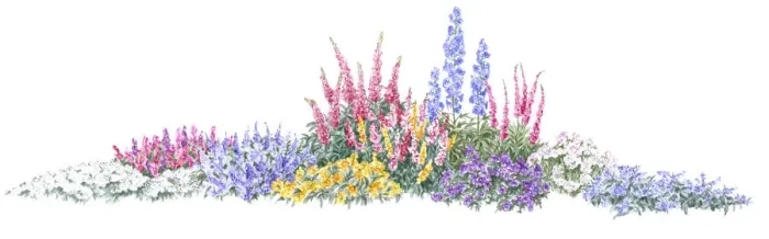 Framed Print : Illustration of flowerbed of colourful ground cover shrubs and tall flower spikes Framed Print : Illustration of flowerbed of colourful ground cover shrubs and tall flower spikes