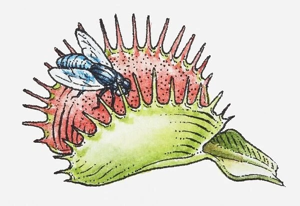 Illustration of fly on Dionaea muscipula (Venus Flytrap)