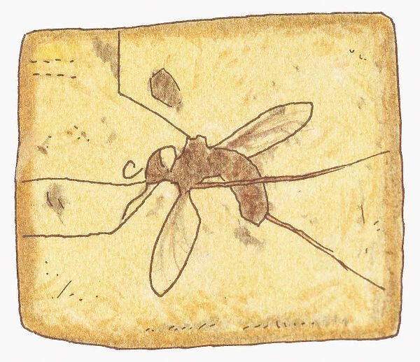 Illustration of fly inside amber