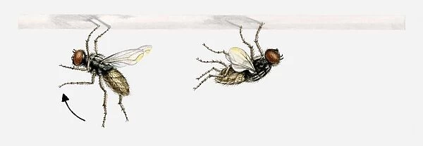Illustration of a fly landing, putting its front legs up over its head, then grabbing hold of the surface and flipping its body upside down
