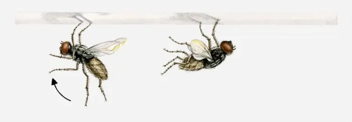 Framed Print : Illustration of a fly landing, putting its front legs up over its head, then grabbing hold of the surface and flipping its body upside down Framed Print : Illustration of a fly landing, putting its front legs up over its head, then grabbing hold of the surface and flipping its body upside down