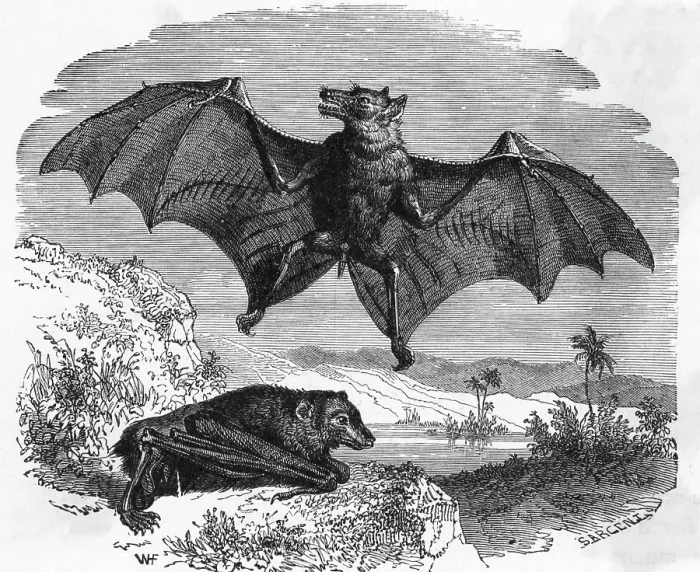 Framed Print : Illustration Flying and Resting Bat Framed Print : Illustration Flying and Resting Bat