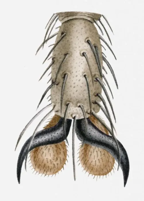 Framed Print : Illustration of a flys leg Framed Print : Illustration of a flys leg