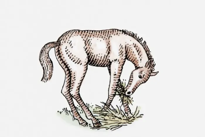 Framed Print : Illustration of foal eating grass Framed Print : Illustration of foal eating grass