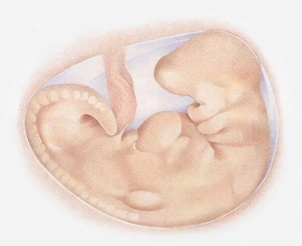 Illustration of foetus in womb at one month