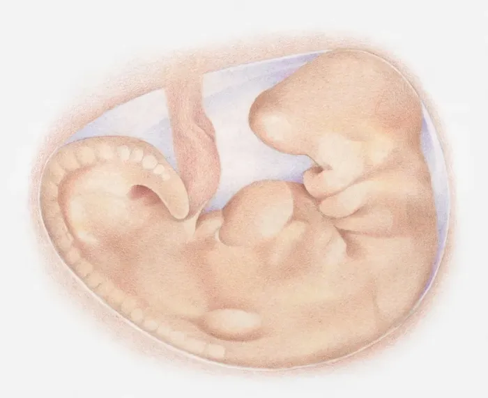 Framed Print : Illustration of foetus in womb at one month Framed Print : Illustration of foetus in womb at one month