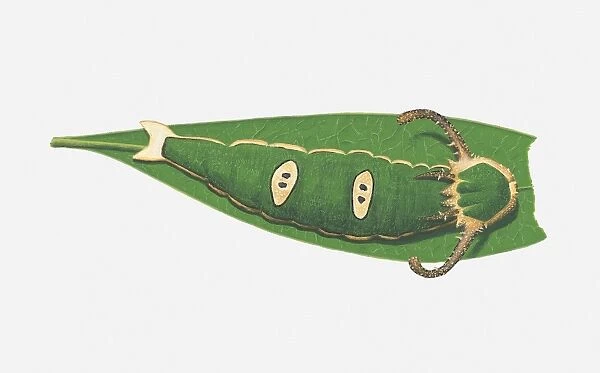 Illustration of Forest Queen (Euxanthe wakefildii) caterpillar on leaf