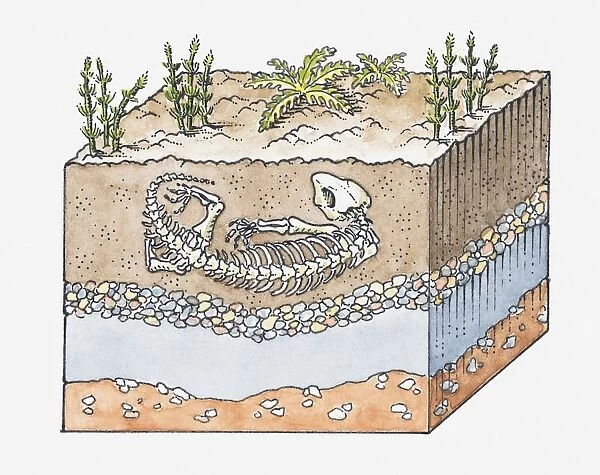Illustration of formation of a fossil
