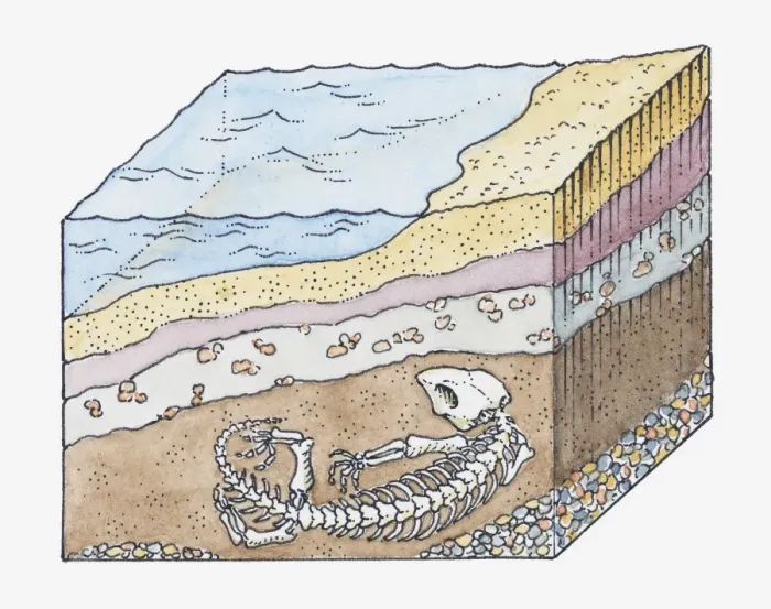Framed Print : Illustration of formation of a fossil