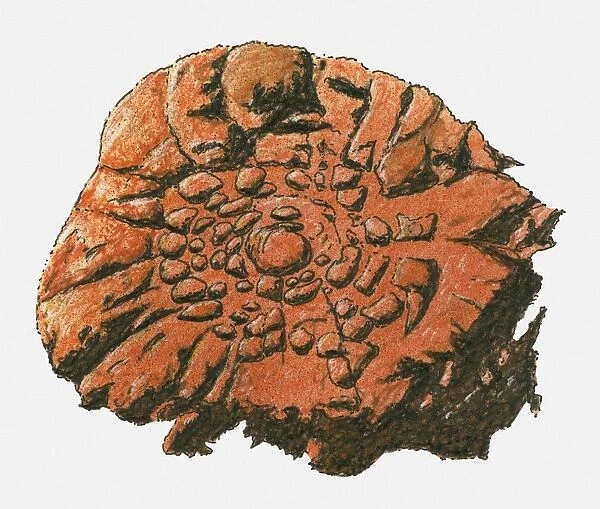 Illustration of fossil