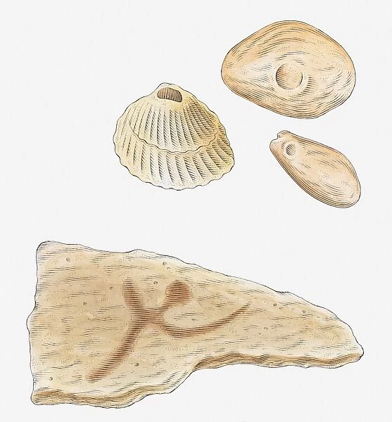 Illustration of fossilised molluscs
