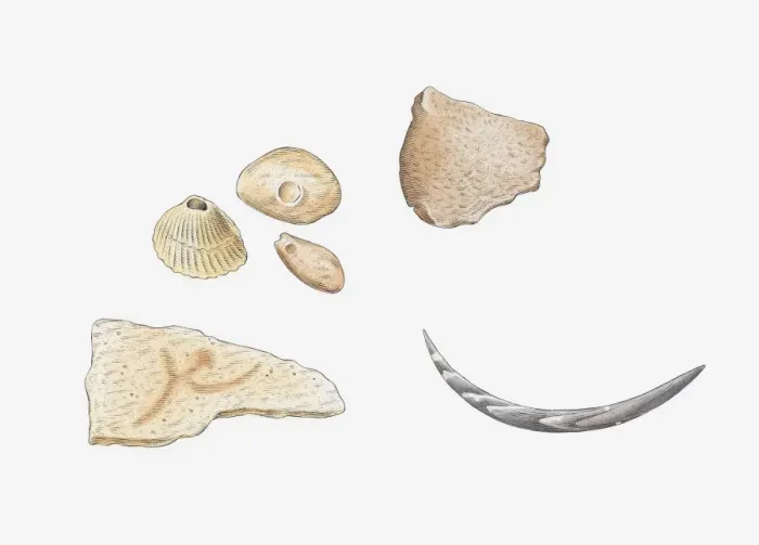 Framed Print : Illustration of fossilised molluscs Framed Print : Illustration of fossilised molluscs
