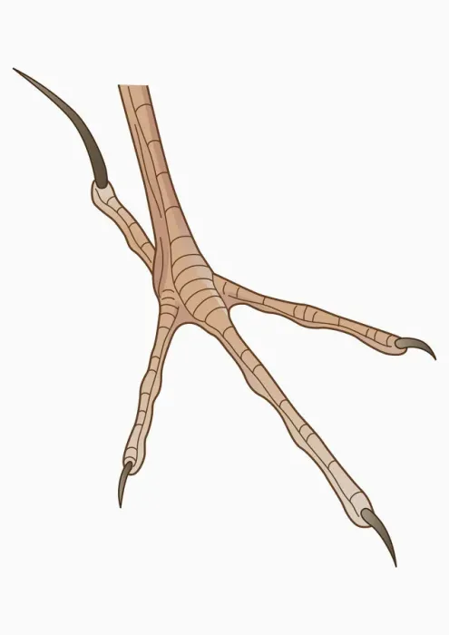 Framed Print : Illustration of four-toed African Pipit (Anthus cinnamomeus) foot with long hind claw Framed Print : Illustration of four-toed African Pipit (Anthus cinnamomeus) foot with long hind claw
