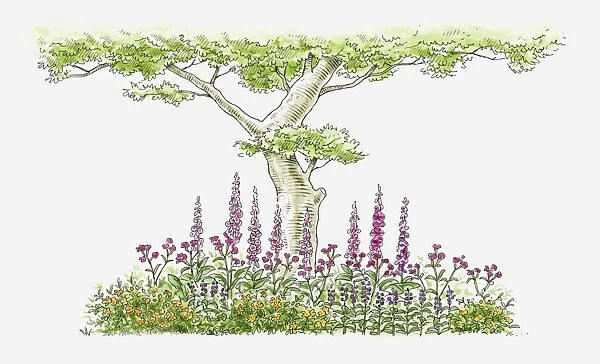 Illustration of foxgloves, periwinkles and wildflowers growing near tree in domestic garden