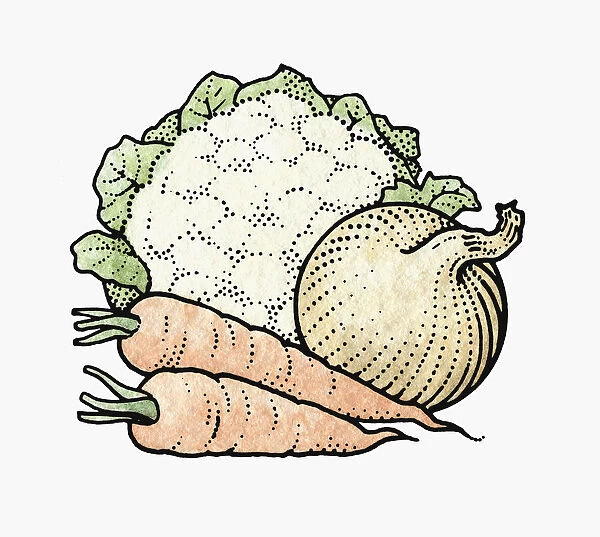 Illustration of fresh cauliflower, white onion and carrots
