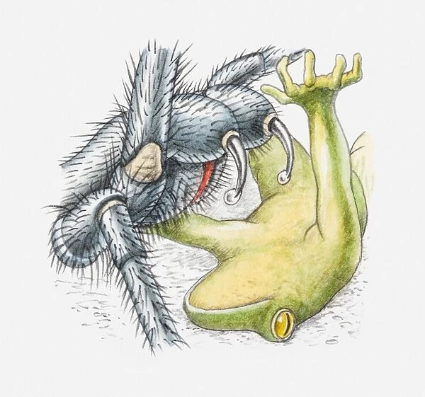 Illustration of frog being attacked by Funnel-web spider (Hadronyche sp. ) exuding poison