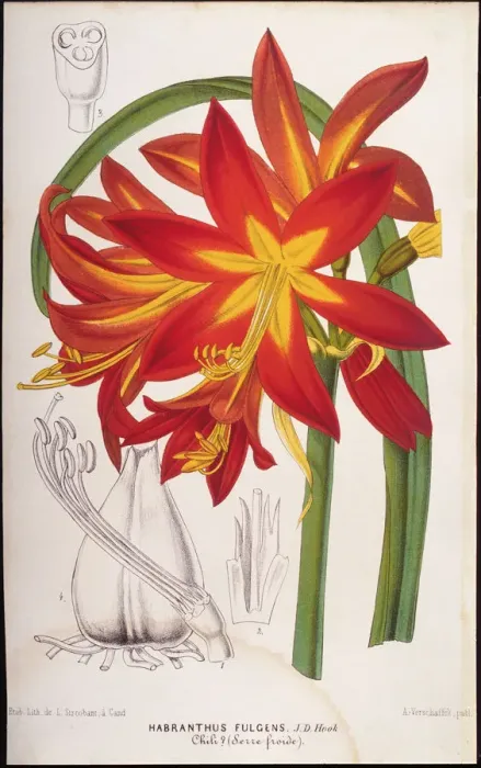 Framed Print : Illustration of Fuchsia Hybrid, 1867 Framed Print : Illustration of Fuchsia Hybrid, 1867
