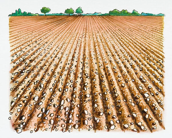 Illustration of furrows in plowed field