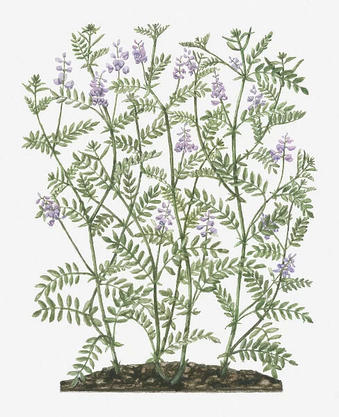 Illustration of Galega officinalis (Goats Rue) with lilac flowers on tall stems with small leaves
