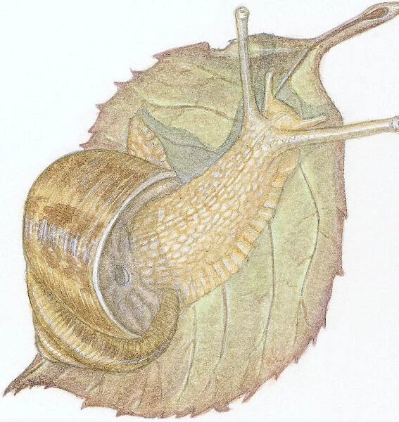Illustration of Garden Snail (helix aspera), on decaying leaf