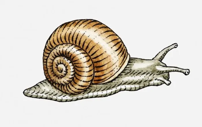 Framed Print : Illustration of Garden Snail (Helix aspersa)
