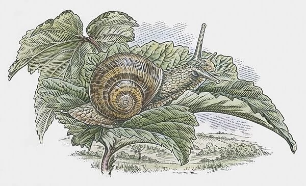 Illustration of Garden Snail (Helix aspersa) on leaf