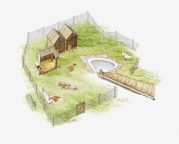 Illustration of geese being kept in a goose run with a wooden house and small bath tub to form a pond, enclosed by a mesh fence