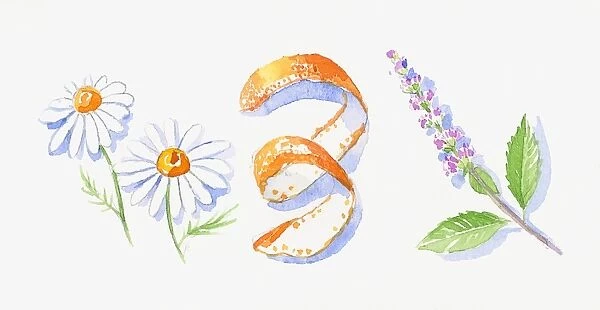 Illustration of German chamomile flowers, orange peel, and peppermint flowers and leaves on stem