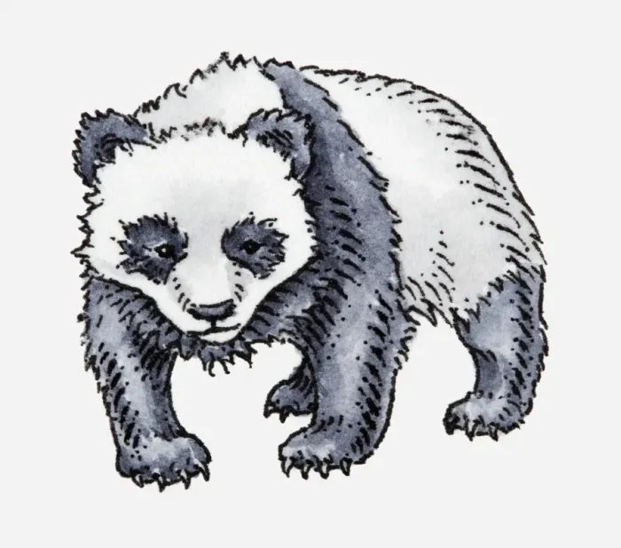Framed Print : Illustration of Giant Panda (Ailuropoda melanoleuca) Framed Print : Illustration of Giant Panda (Ailuropoda melanoleuca)
