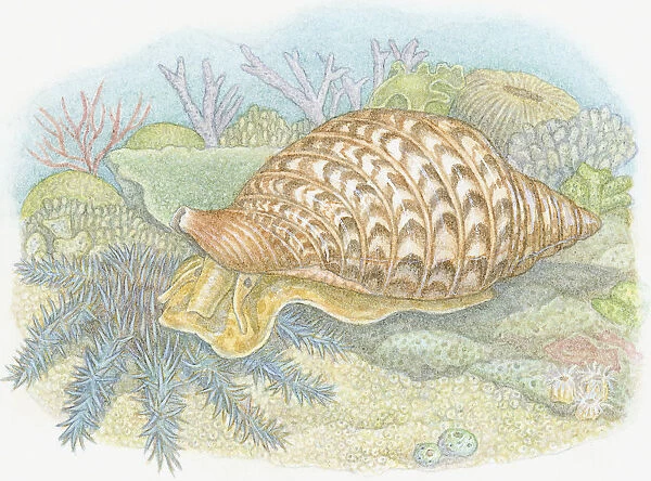 Illustration of Giant Triton (Charonia tritonis), predatory sea snail feeding on Crown-of-Thorns Starfish (Acanthaster planci)