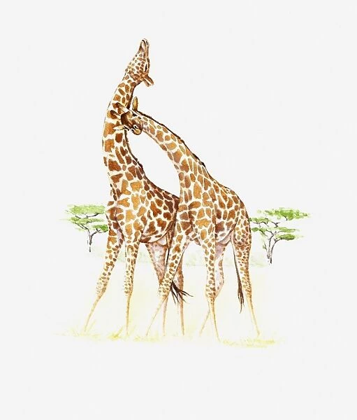 Illustration of two Giraffe (Giraffa camelopardalis) on savannah