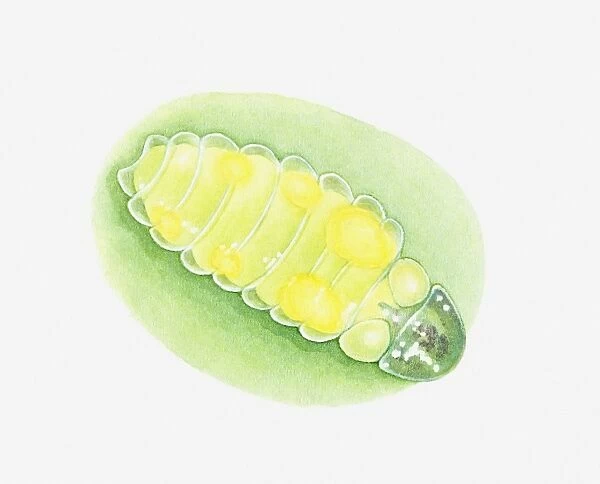 Illustration of glowing firefly larvae on leaf