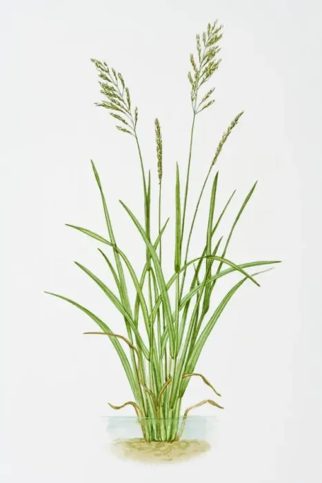 Framed Print : Illustration of Glyceria Maxima (Reed Mannagrass)