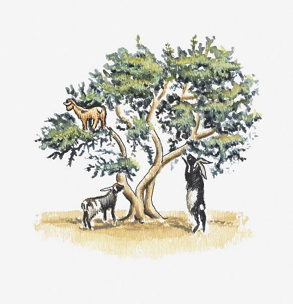 Illustration of goats perching in a tree and eating leaves and seeds