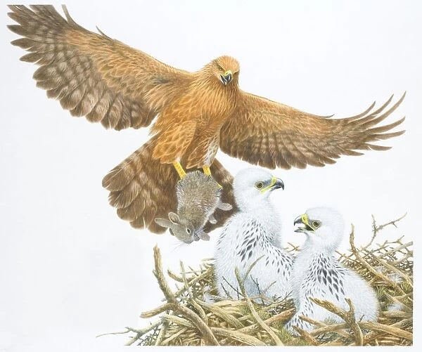 Illustration, Golden Eagle (Aquila chrysaetos) with Rabbit clutched in its talons gliding down towards white Chicks sitting in nest