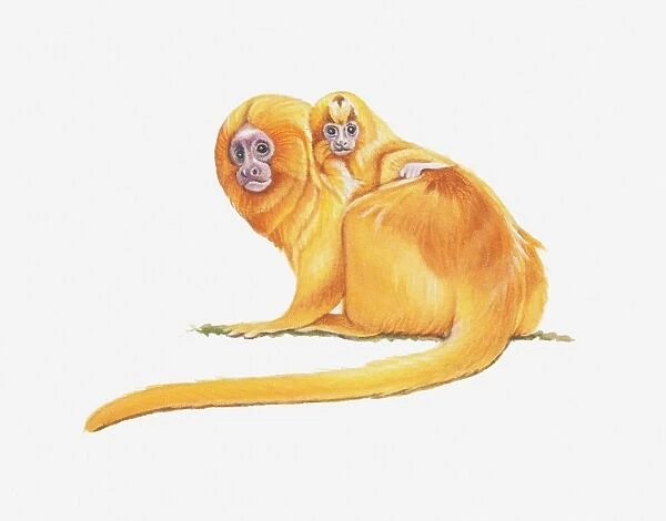 Illustration of Golden lion tamarin (Leontopithecus rosalia), baby monkey perching on adult monkeys back
