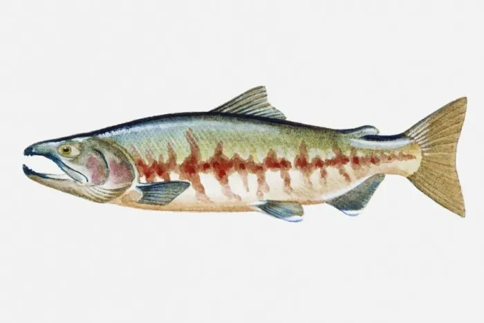 Framed Print : Illustration of Golden Perch (Macquaria ambigua), juvenile Australian freshwater fish Framed Print : Illustration of Golden Perch (Macquaria ambigua), juvenile Australian freshwater fish