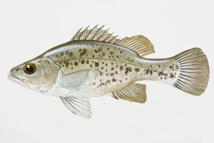 Framed Print : Illustration of Golden Perch (Macquaria ambigua), juvenile Australian freshwater fish Framed Print : Illustration of Golden Perch (Macquaria ambigua), juvenile Australian freshwater fish