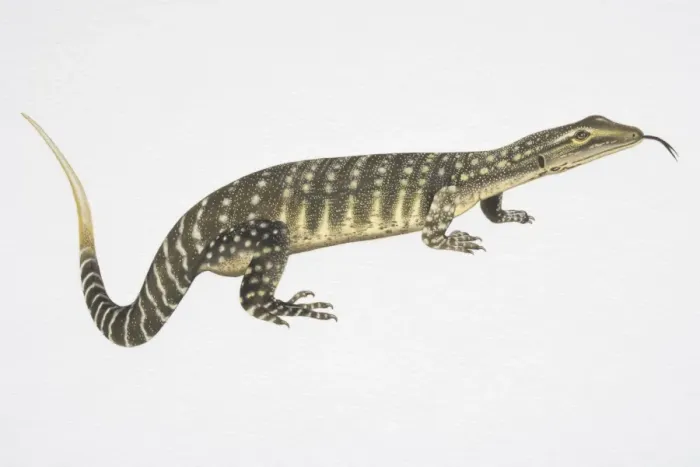 Framed Print : Illustration, Goulds Monitor or Sand Goanna (Varanus gouldii), side view Framed Print : Illustration, Goulds Monitor or Sand Goanna (Varanus gouldii), side view
