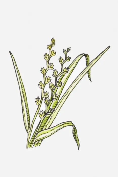 Framed Print : Illustration of grasses and sedges